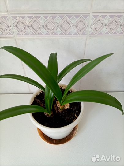 Гиппеаструм