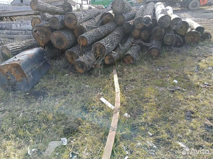 Дуб кругляк