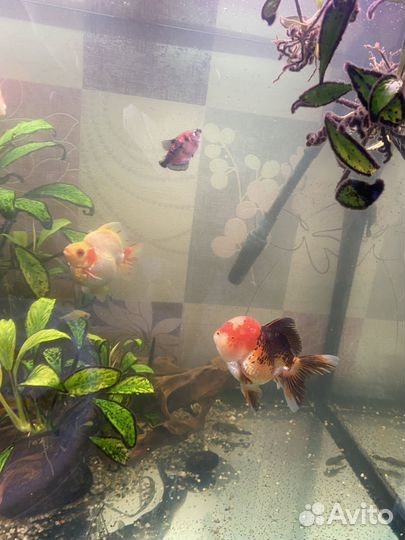 Золотые рыбки оранда