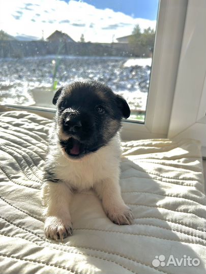 Щенок в добрые руки