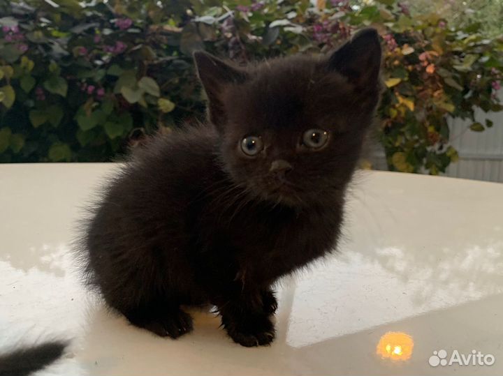 Котята ищут дом