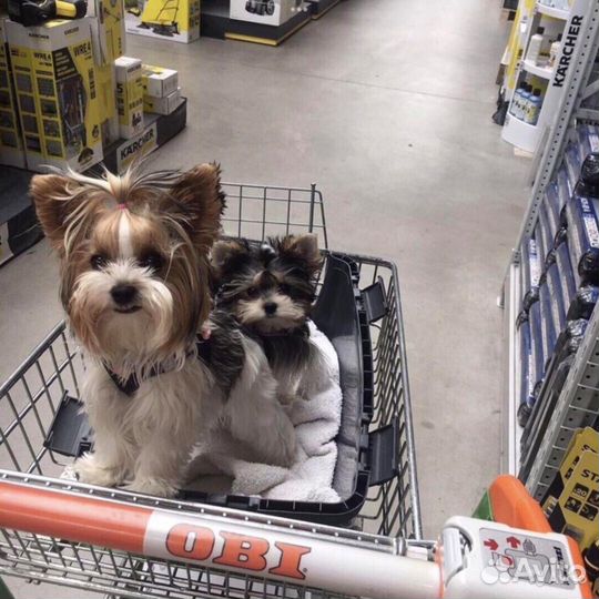 Бивер девочки и мальчик