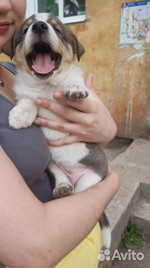 Возьмите в добрые руки