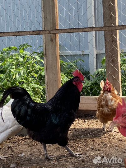 Петух синь синь