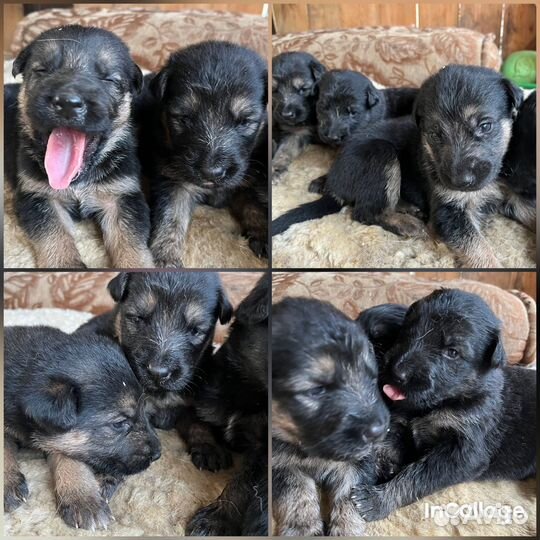 Щенки немецкой овчарки