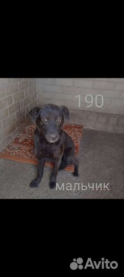 Спасите собак из Гомеля