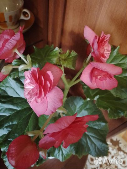 Бегония,Эпипремнум