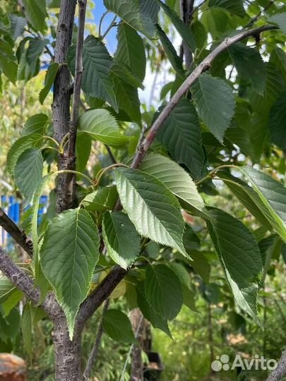 Вишня мелкопильчатая Pink Perfection (Пинк Перфек