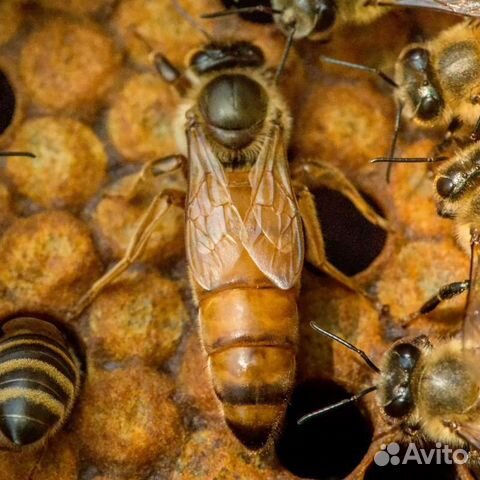 Пчеловодство объявление продам