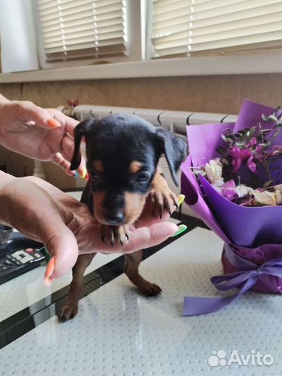 Цвергпинчер