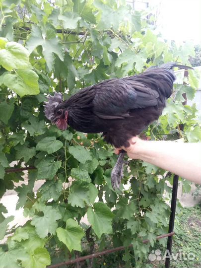 Петушки Ухейлюй