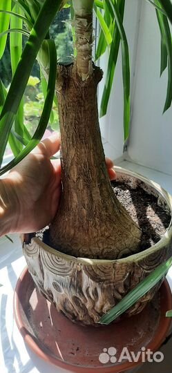 Бокарнея нолина, фиалка махровая голубая