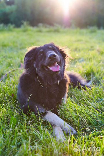 Ищет дом чудесная Тэя