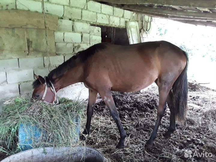 Продается лошадь