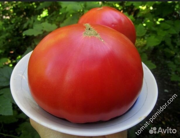 Семена редкого томата Бабушка Быка