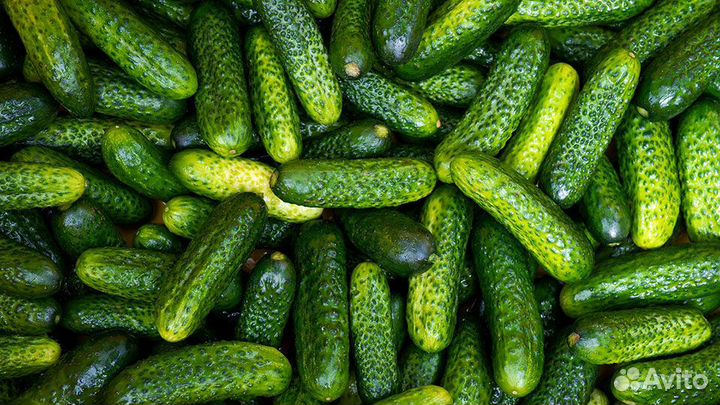 Упаковщики в Краснодарский край