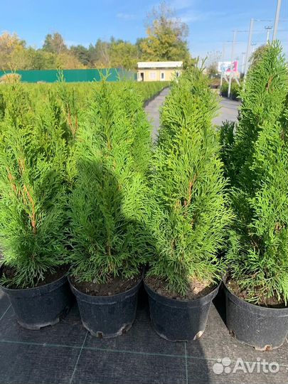 Туя смарагд 120-140 см
