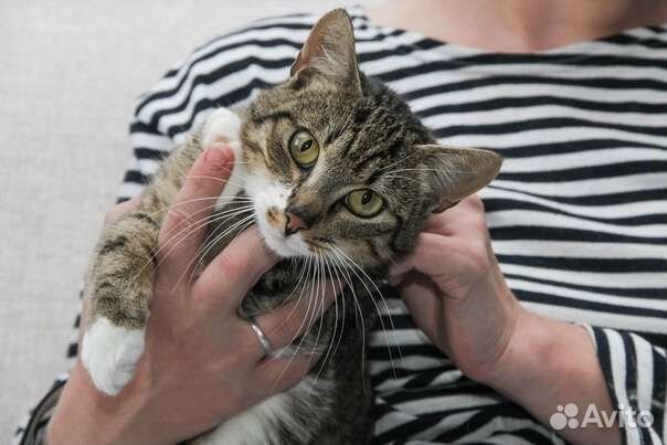 Глазастый и носатый котик