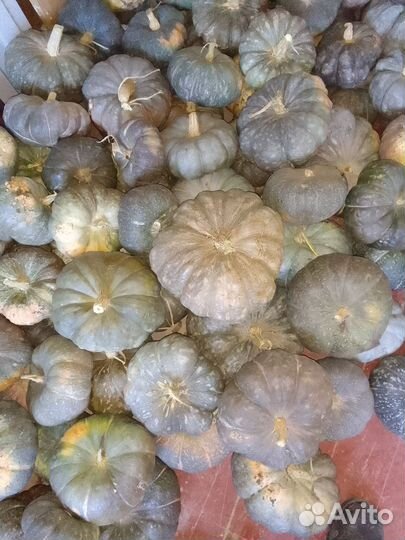 Мраморная тыква оптом