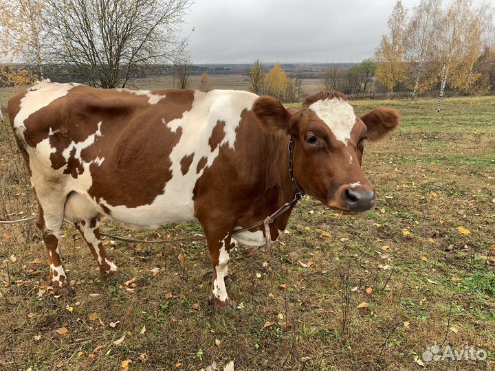 Корова хорошая дойная