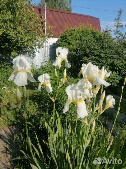Ирис белый