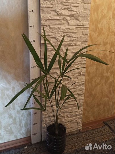 Пальма веерная. Трахикарпус форчуна