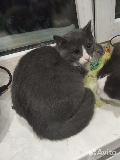 Кошка в добрые руки