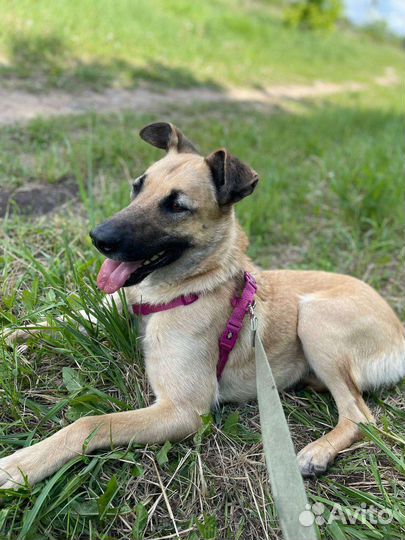 Метис малинуа из приюта в дар