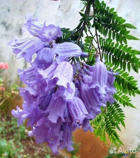 Семена жакаранды фиалковое дерево