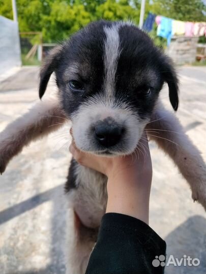 Среднеазиатская овчарка