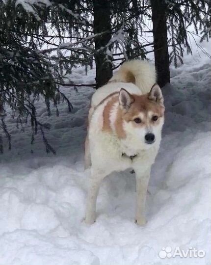 Лаечка