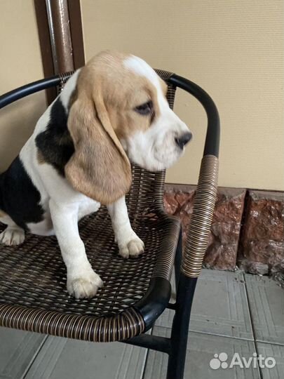 Щенки Бигля РКФ