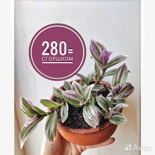 Традесканция розовая Пинк хил в горшке
