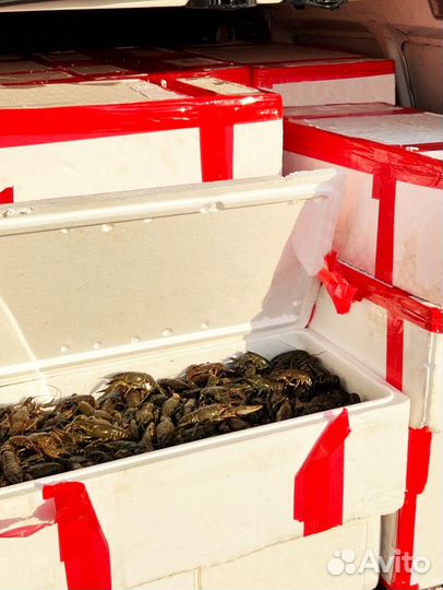 Живые раки оптом, с доставкой по РФ