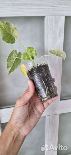 Алоказия Гагеана Ауреа (вариегатная)