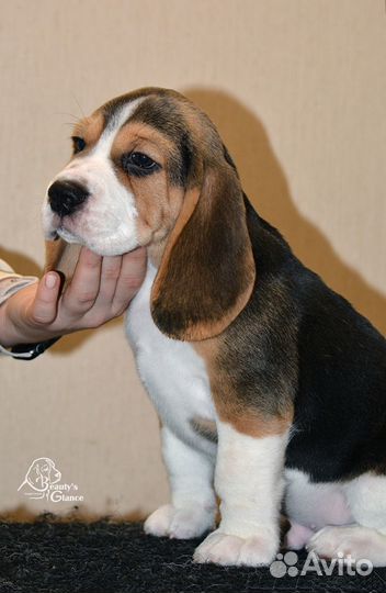 Очаровательные щенки бигля