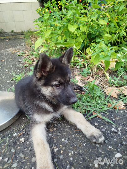 Немецкая овчарка