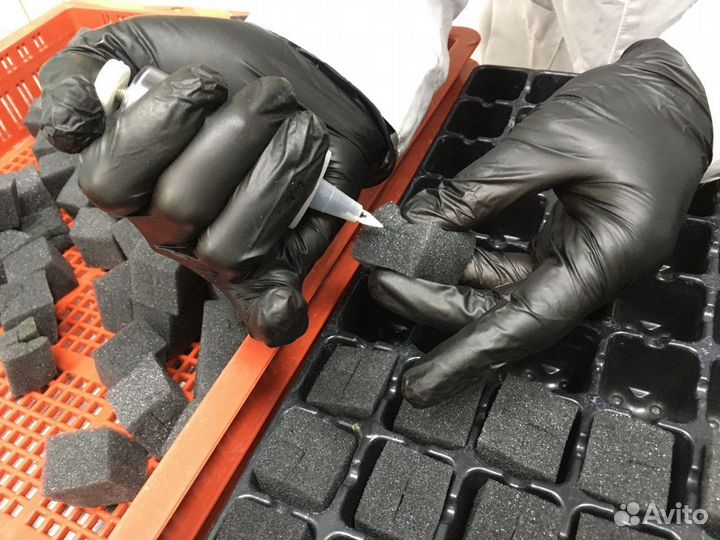 Растениевод ситифермы, помощник агронома