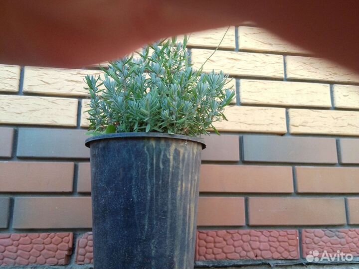Лаванда в горшке