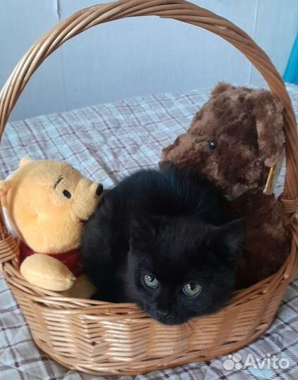 Котенок мальчик 2 с половиной месяца