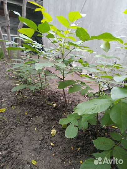 Саженцы грецкого ореха