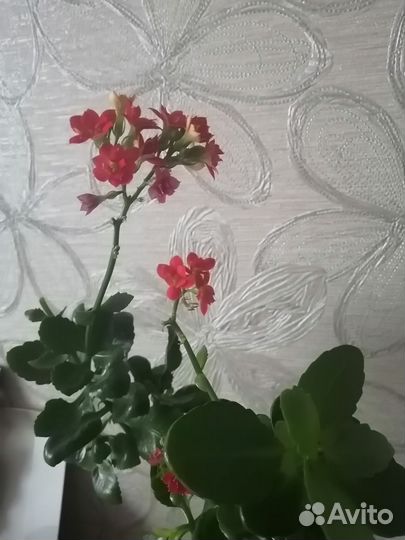 Каланхоэ цветущий