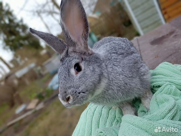 Кролик для случки