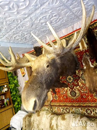 Голова лося