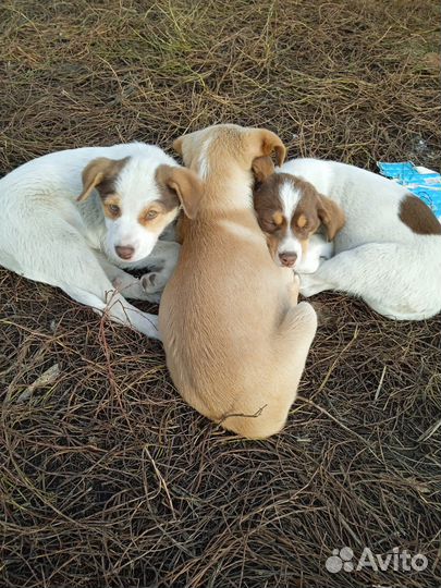Щенки маленькой собаки