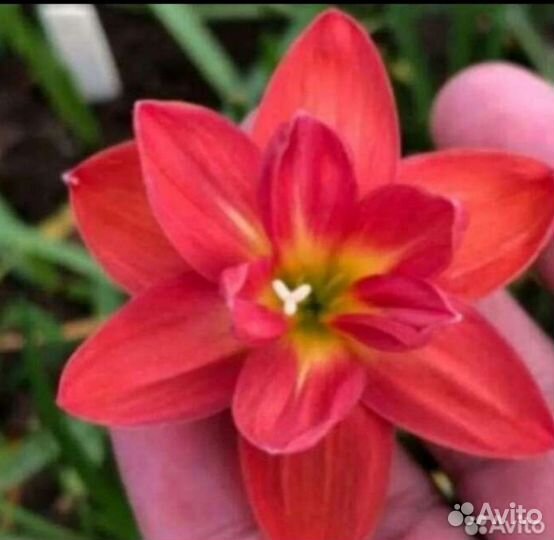 Зефирантес желтый, красный, белый, розовый