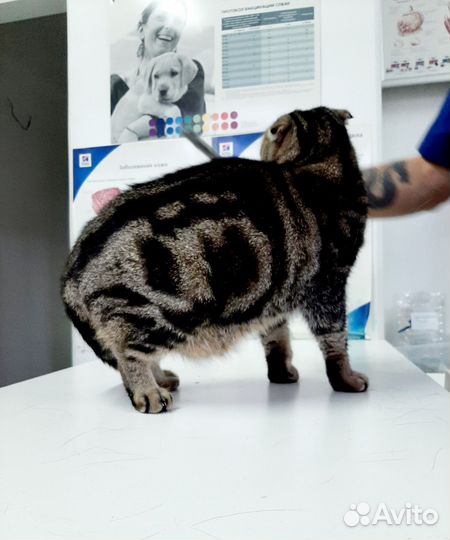 Шотландский вислоухий котик