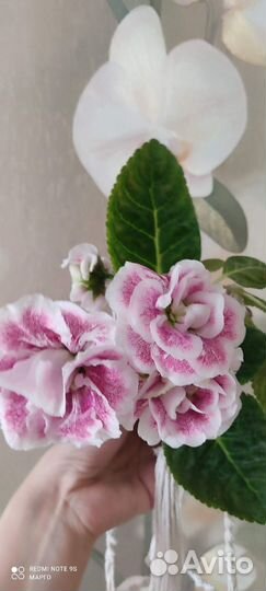 Глоксиния махровая