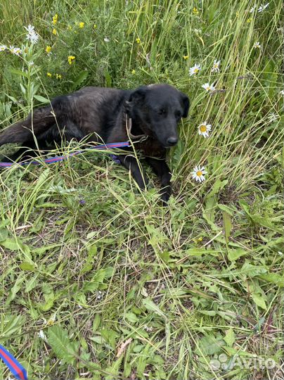 Малышка Берта