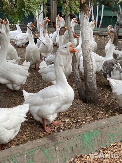 Холмогорские гуси